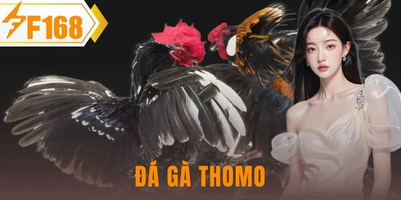 đá gà Thomo