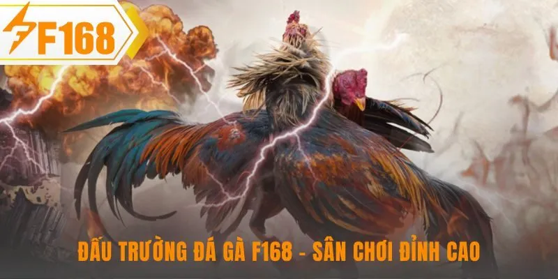 Đấu trường đá gà F168 hội tụ những trận thư hùng kịch tính
