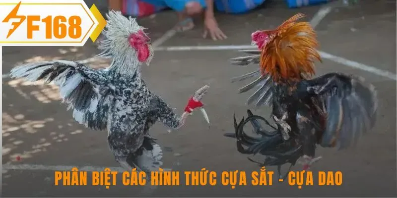 Cựa sắt so tài kỹ năng cựa dao quyết định bằng tốc độ