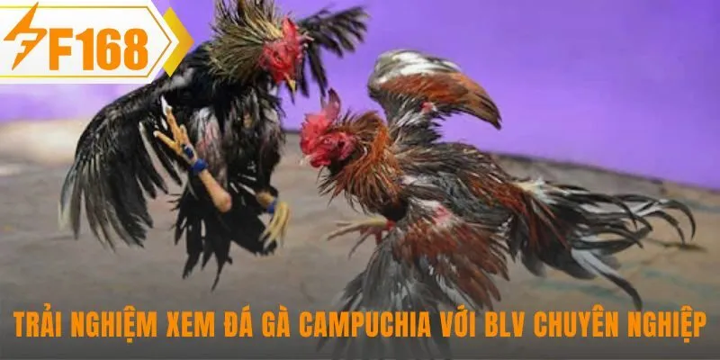 Các giải đấu đá gà Campuchia quy tụ những chiến kê hàng đầu kịch tính