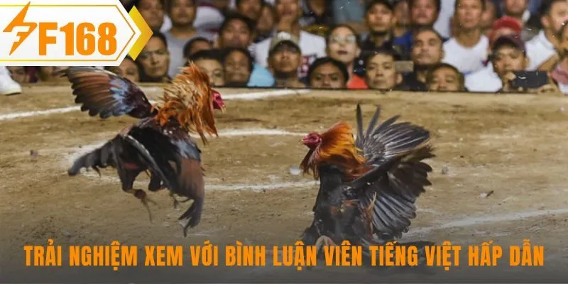 Bình luận viên tiếng Việt thổi hồn cho các trận đá gà online